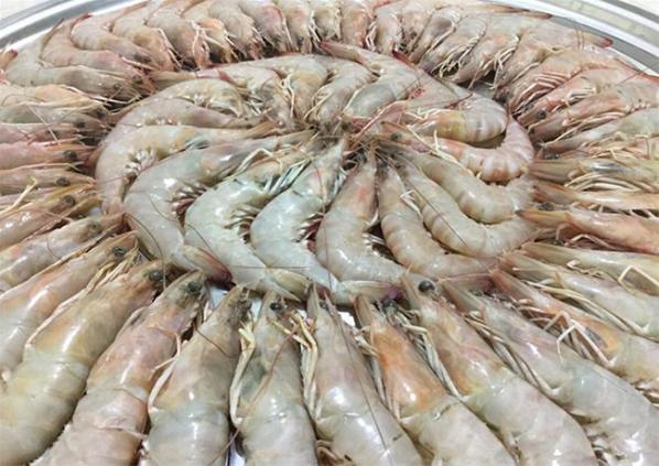 صادرات میگو به امارات | توزیع کننده برتر غذاهای دریایی به کشورهای مختلف